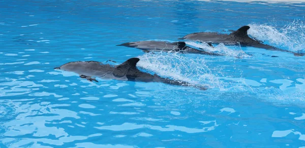Spettacolo Dei Delfini Loro Parque Tenerife Isole Canarie — Foto Stock