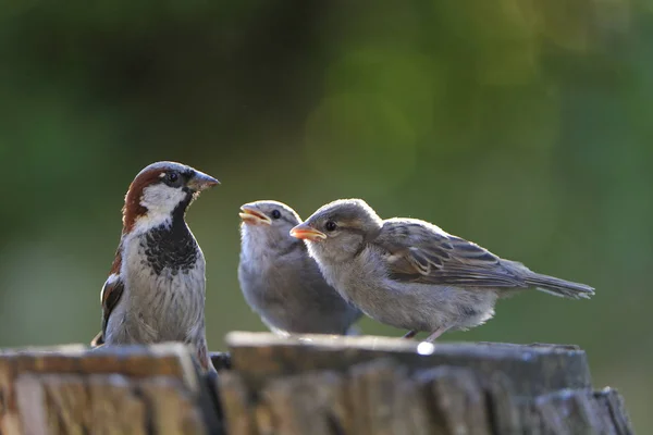 Festői Kilátás Aranyos Veréb Madár — Stock Fotó