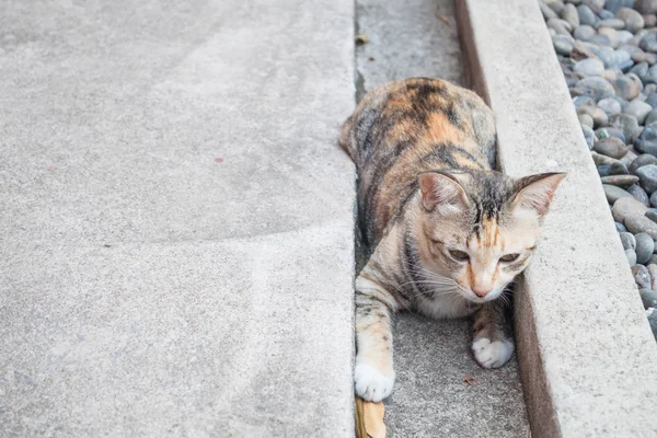 Siamese Gato Que Estabelece Jardim Casa — Fotografia de Stock