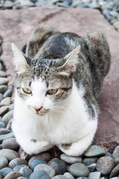 有趣的猫 动物或宠物的概念 — 图库照片