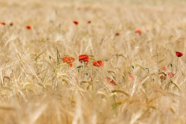 Nahaufnahme Von Schönen Wilden Mohnblumen — Stockfoto