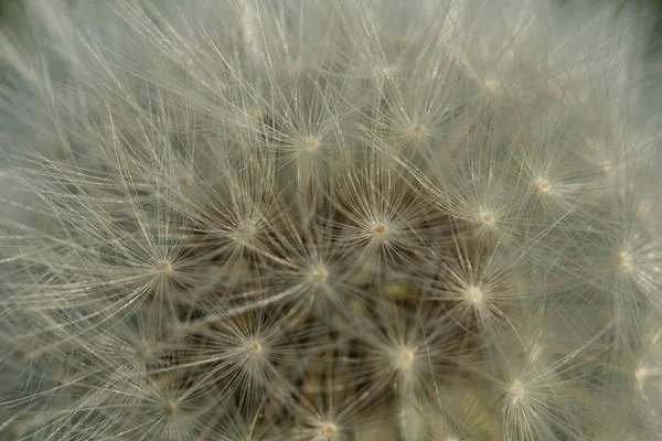 Belle Vue Sur Fleur Naturelle Pissenlit — Photo