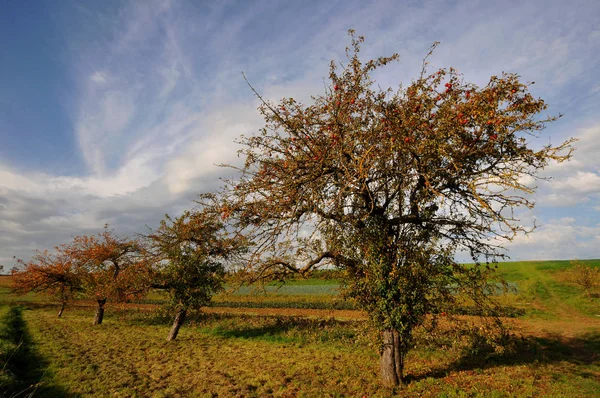 Sahada Sonbahar — Stok fotoğraf