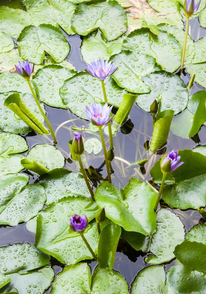 緑の葉に浮かぶ紫色の蓮の花 — ストック写真