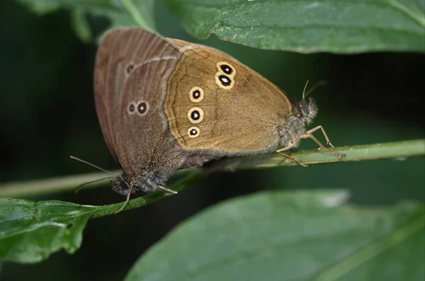蝴蝶在栖息地的特写 野性概念 — 图库照片