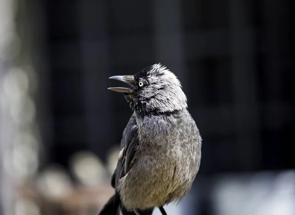 Scenic View Beautiful Bird Nature — Stock Photo, Image