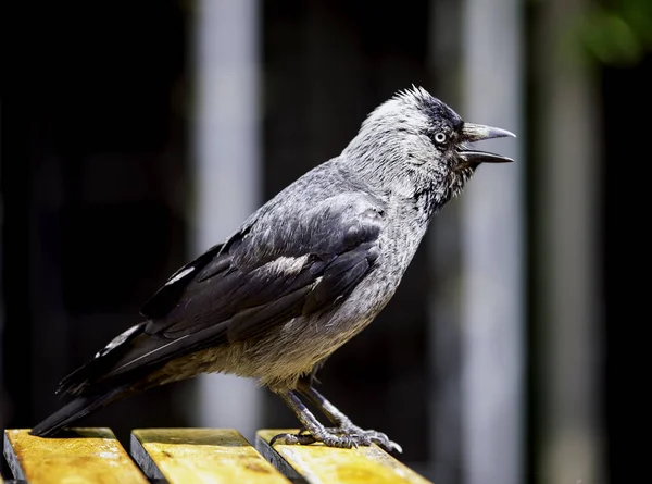 Scenic View Beautiful Bird Nature — Stock Photo, Image