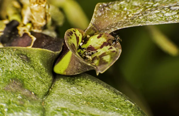 Close Bug Natureza Selvagem — Fotografia de Stock