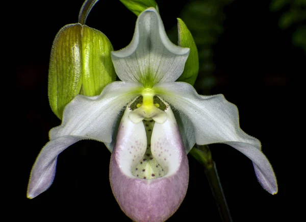 Schöne Blumen Blumiges Konzept Hintergrund — Stockfoto