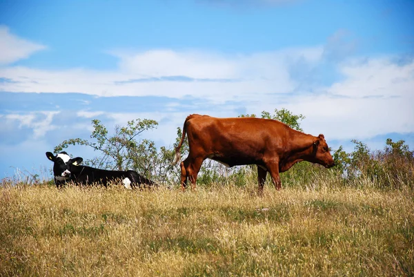 Grazing Cattle Summer Meadow Blue Sky — Stock Photo, Image