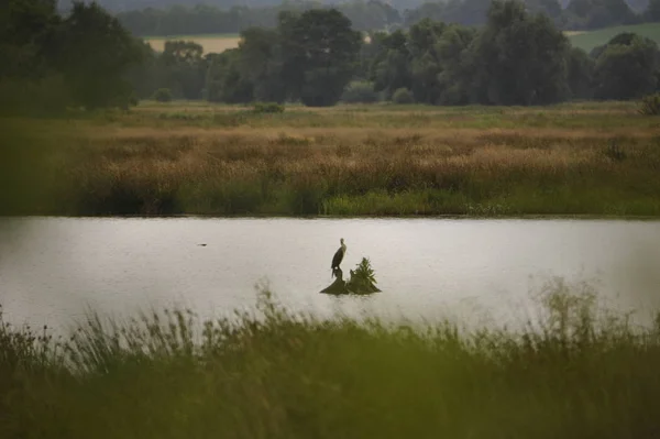 Grey Heron Ardea Cinerea Νερό Στο Steinhuder Meer Γερμανία — Φωτογραφία Αρχείου