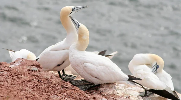 Vista Escénica Las Aves Gancho Naturaleza —  Fotos de Stock