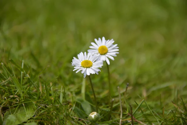 Részlet Kép Daisies Egy Zöld Mező Háttér — Stock Fotó