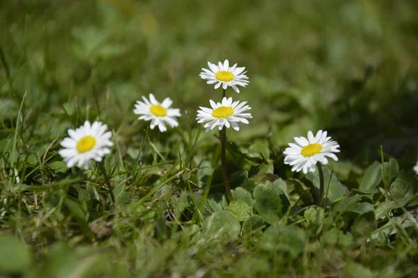 Részlet Kép Daisies Egy Zöld Mező Háttér — Stock Fotó