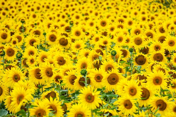 Tournesol Vue Rapprochée — Photo