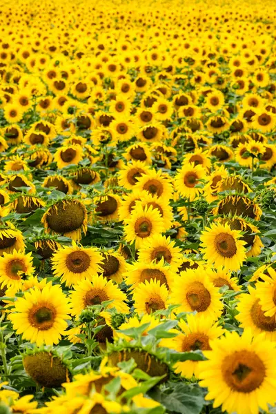 Tournesol Vue Rapprochée — Photo