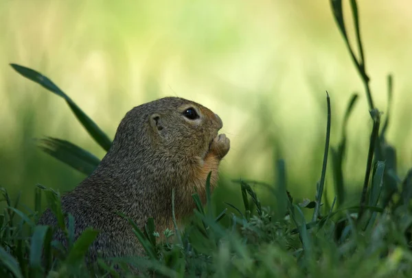 Cute Brown Prairie Animal Portrait Green Grass — Stock Photo, Image