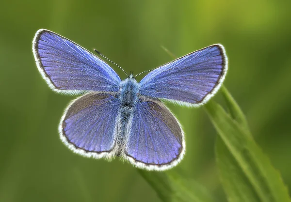 Bluebird Flor Conceito Selvageria — Fotografia de Stock