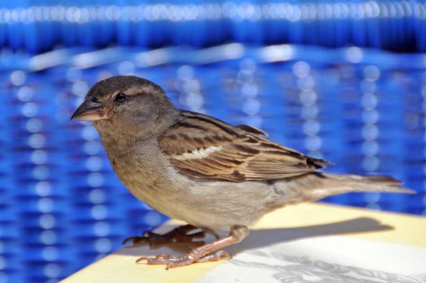 Szenischer Blick Auf Niedlichen Sperling Vogel — Stockfoto