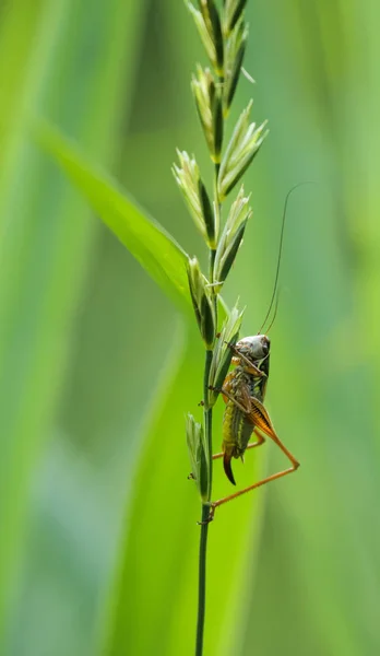 Böcek Çekirgesi Çekirge Böceği — Stok fotoğraf
