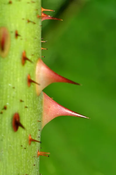 Mooi Botanisch Schot Natuurlijk Behang — Stockfoto