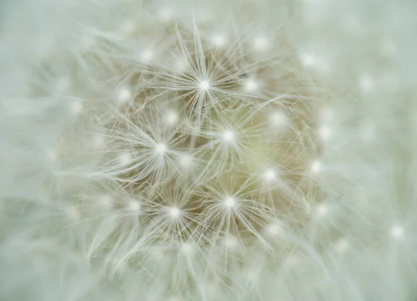 Nahaufnahme Einer Löwenzahnblüte — Stockfoto