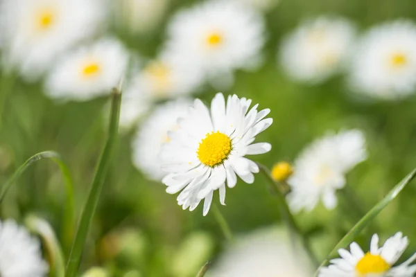 Madeliefjes Een Weide — Stockfoto