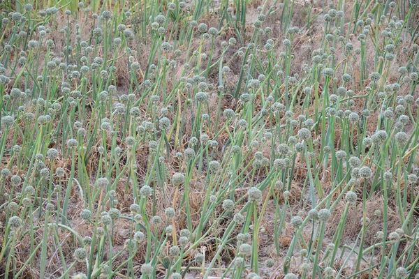 양파씨 식물상 — 스톡 사진