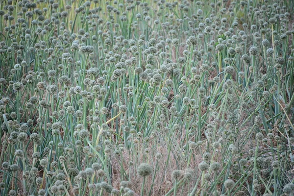 Graines Oignon Flore Végétale Sauvage — Photo