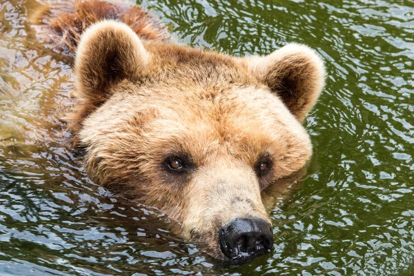 Niedźwiedź Wodzie — Zdjęcie stockowe