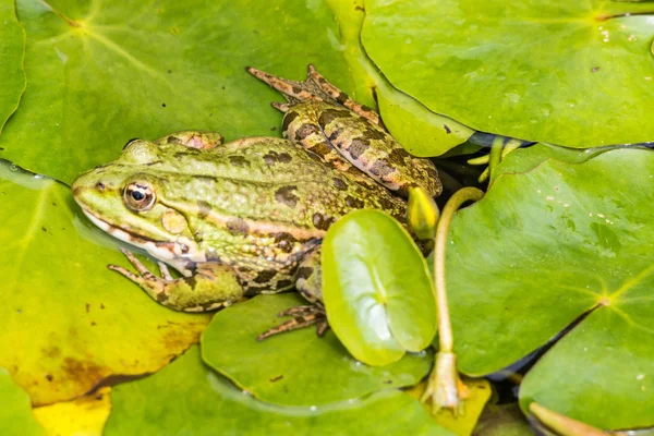 カエル両生類池動物 — ストック写真