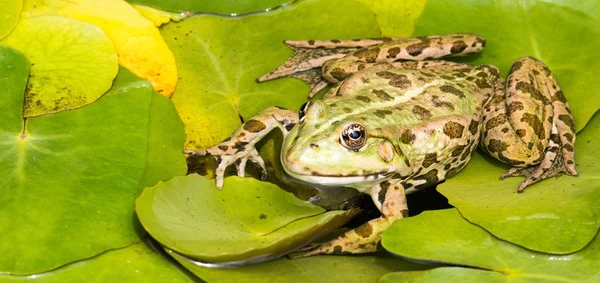 Grenouille Amphibien Étang Animal — Photo