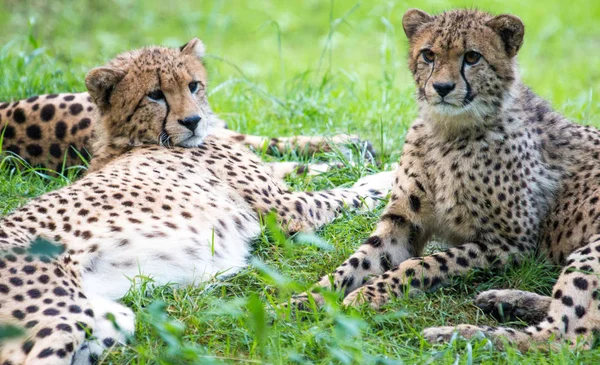 Леопард Хижак Великий Кіт — стокове фото