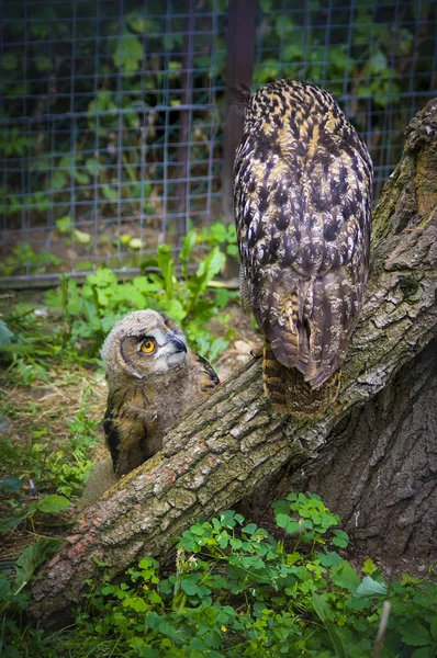 Young Elder Owl Zoo — Stock Photo, Image