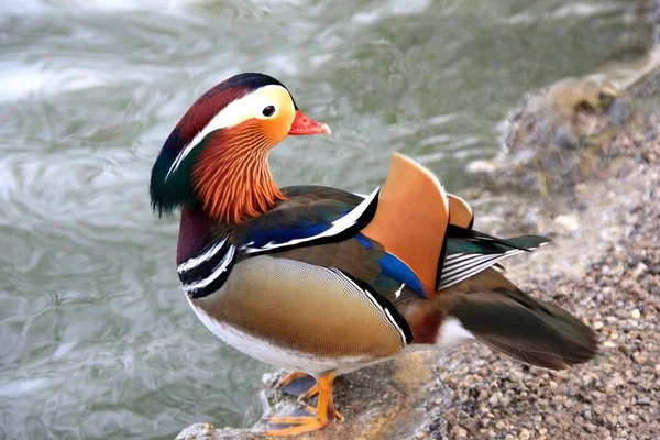 Mandarin Duck Feathering Bird — Stock Photo, Image