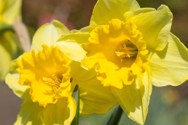 Encerramento Flor Daffodil — Fotografia de Stock