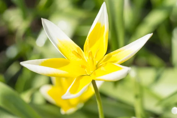 Nahaufnahme Der Blüte Einer Blume — Stockfoto