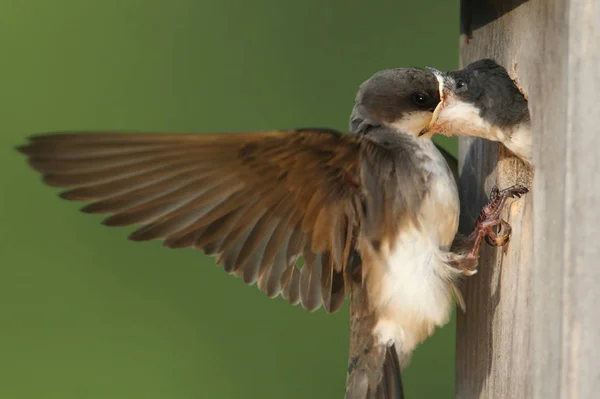 Árvore Engolir Taquicineta Bicolor Alimentando Bebês Famintos — Fotografia de Stock