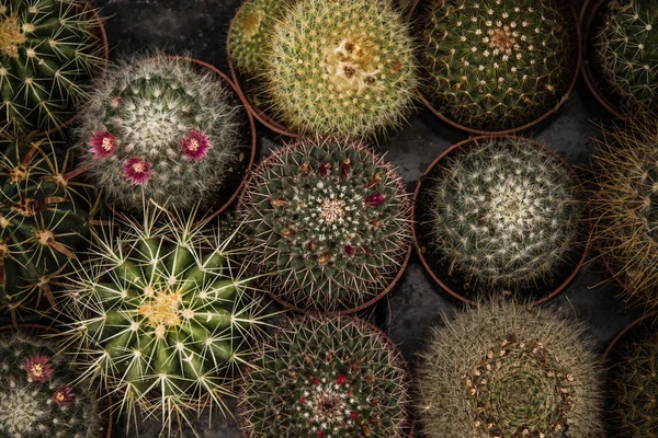 Piccoli Cactus Verdi Con Fiori Arteficiali Colorati Bazar — Foto Stock