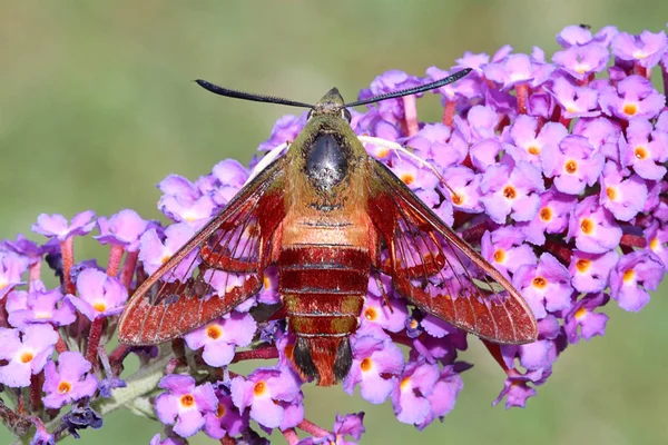 Mota Común Cría Una Flor Arbusto Mariposa —  Fotos de Stock