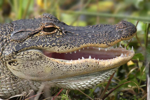 Krokodyle Aligatory Dzika Przyroda Niebezpieczny Gad Drapieżnik — Zdjęcie stockowe