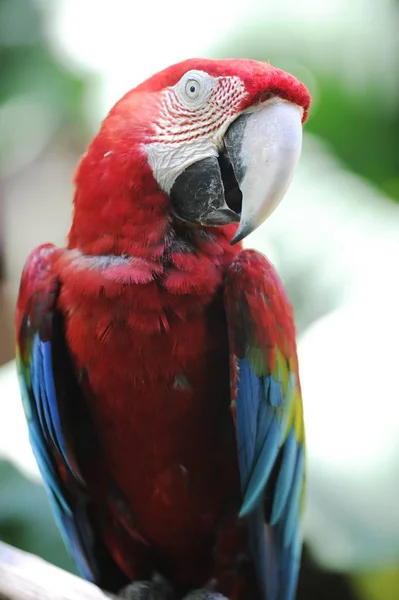 Bir Papağanın Yakın Plan Fotoğrafı — Stok fotoğraf