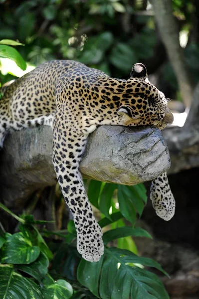 Een Voorgrond Shot Van Een African Leopard — Stockfoto