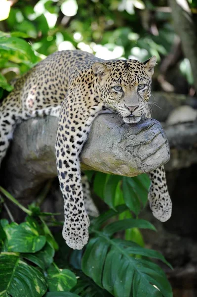 Een Voorgrond Shot Van Een African Leopard — Stockfoto