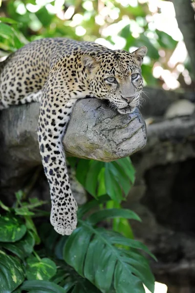 Close Shot African Leopard — Stock Photo, Image