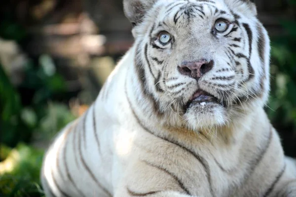 Primer Plano Tigre Blanco — Foto de Stock