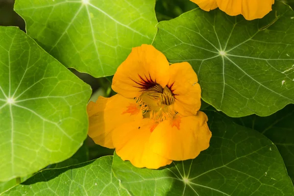 Hermoso Plano Botánico Fondo Pantalla Natural — Foto de Stock