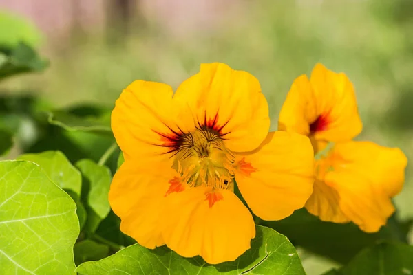 Gele Bloemen Een Groene Achtergrond — Stockfoto