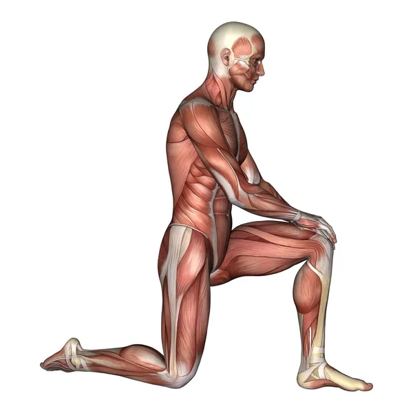 Representación Digital Una Figura Anatomía Masculina Con Mapa Muscular Aislado —  Fotos de Stock