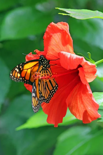 Monarca Mariposa Sobre Las Prohibiciones — Foto de Stock